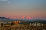Tatry, ko�, orka, niebo